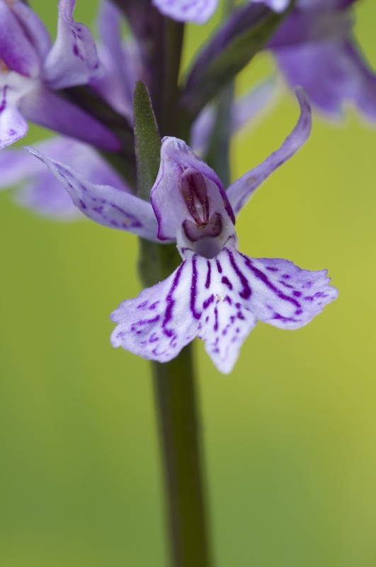 Dactylorhiza maculata??